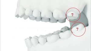 Răng số 7 có vai trò gi